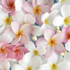 PLUMERIA