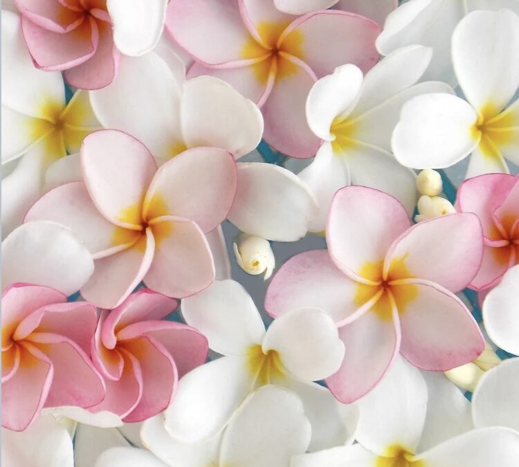 PLUMERIA